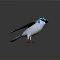 Flying blue and white bird with black wings and red claws in grey gradient background