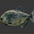Piranha Fish Greenish Silver Body Red Eyes Shiny Scales Fins On Gray Background With Reflection