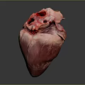 Medical Device Human Heart Model With Detailed Anatomical Structure For Education