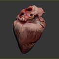 Modern Heart Human Heart Heart Anatomy 3d model