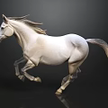 Beautiful White Horse Running Gracefully Against Black Background With Shiny Surface