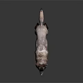 Wolf with gray and white fur and black legs in standing posture on dark background