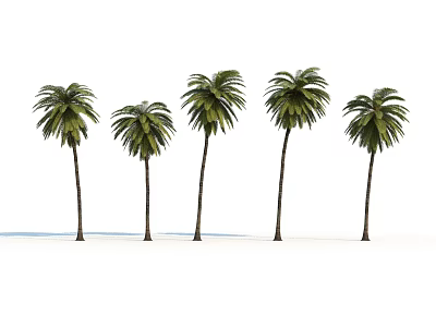 Five Tall Palm Trees With Green Fronds Standing On Sandy Beach 3d model
