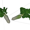 Fresh White Radishes With Green Leaves And White Roots On White Background
