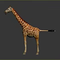 Standing Spotted Giraffe With Long Neck And Black Tufted Tail On Gray Gradient Background
