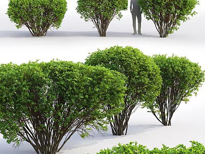 Lush Green Garden Shrubs With Dense Foliage For Outdoor Decorative Landscaping 3d model