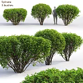 Lush Green Garden Shrubs With Dense Foliage For Outdoor Decorative Landscaping