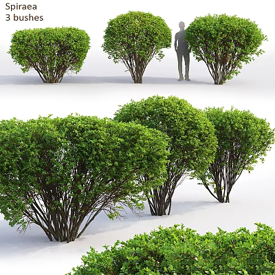 Lush Green Garden Shrubs With Dense Foliage For Outdoor Decorative Landscaping 3d model