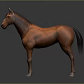 Brown Horse Standing With Shiny Coat And White Mane Against Dark Background