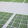 Neatly Arranged Plants Growing In Square Concrete Grids Forming Grid Pattern