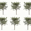 Multiple Arbor Trees Featuring Lush Green Foliage And Straight Trunks In Neat Arrangement
