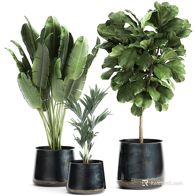 Lush Potted Plants With Green Leaves In Black Planters For Indoor Decor 3d model 