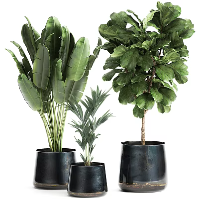 Lush Potted Plants With Green Leaves In Black Planters For Indoor Decor 3d model