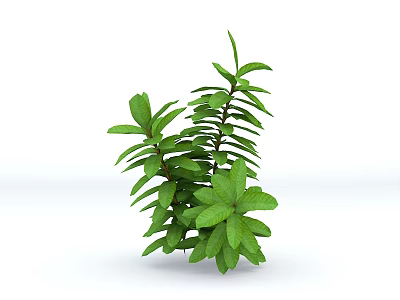 Vibrant Green Leafy Indoor Plant With Fresh Lush Foliage And Healthy Stems 3d model