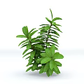 Vibrant Green Leafy Indoor Plant With Fresh Lush Foliage And Healthy Stems
