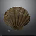 Large Brown Fan Shaped Shell With Textured Surface And Natural Patterns