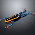 Vibrant Poison Dart Frog with Black Orange Yellow Stripes Blue Spotted Limbs on Gray Background