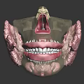 Detailed Oral Anatomy Model Showing Teeth Gums Jaw And Bone Structure