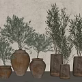 Bonsai Plants in Terracotta Pots of Various Sizes and Shapes on Light Colored Wall Background
