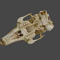 Detailed Animal Skull Anatomical Structure With Natural Bone Texture And Features 3d model
