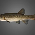 Freshwater Fish Creature With Large Eyes And Detailed Fins On Grey Background