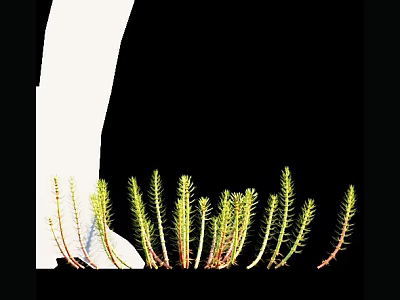 Vibrant Green Aquatic Plants With Slender Stems And Fresh Leaves In Natural Growth 3d model