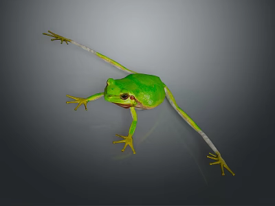 Vibrant Green Frog With Yellow Feet On Gray Background Displaying Realistic Lifelike Features 3d model