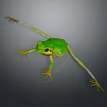 Vibrant Green Frog With Yellow Feet On Gray Background Displaying Realistic Lifelike Features