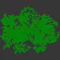 Lush Green Shrub With Multiple Branches And Dense Foliage In Natural Growth Form
