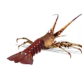 Spiny Lobster With Long Antennas And Spiny Exoskeleton In Marine Habitat