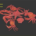 Colorful Marine Crabs and Pink Starfish with Scallop Shell on Dark Surface