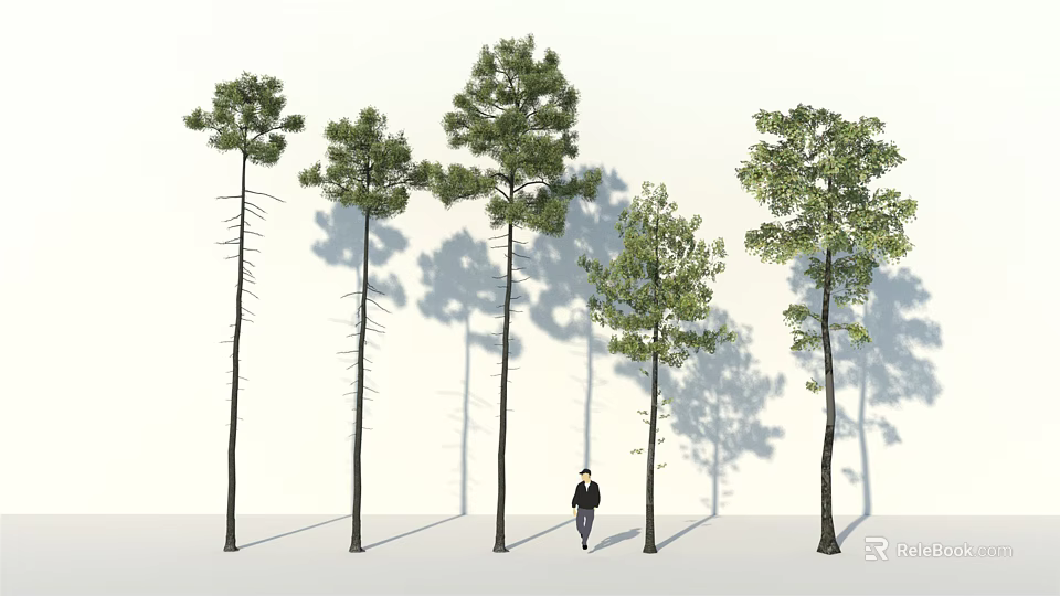 Tall Arbor Trees With Various Forms And Person Walking Under Sunlight Shadows 3d model