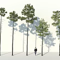 Tall Arbor Trees With Various Forms And Person Walking Under Sunlight Shadows 3d model