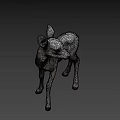 Young Fawn Standing On Dark Background With Light Gray Fur And Ears