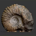 Detailed Organ And Hair Structure Display With Natural Biological Texture