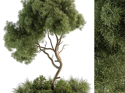 Arbor With Twisted Trunk Lush Green Foliage And Surrounding Shrubs 3d model