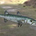 Northern Pike Freshwater Aquatic Animal With Green Silver Body And Sharp Teeth