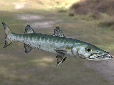 Northern Pike Freshwater Aquatic Animal With Green Silver Body And Sharp Teeth 3d model