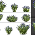 Various Blue Purple Flower Bushes With Vibrant Green Leaves And Natural Growth