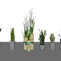 Potted Bonsai Plants In Various Styles Different Sizes With Decorative Pots And Green Leaves