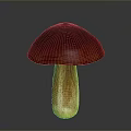 Fresh Edible Mushroom with Vibrant Red Cap and Brown Stem