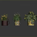 Indoor Decorative Plants with Yellow Flowers Green Foliage in Red Cup Transparent Bucket and Yellow Pot
