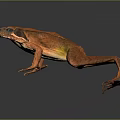 Frog Poison Frog Game Frog Reptile Cold Blooded Animal Reptile 3d model