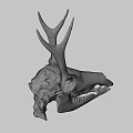 Detailed Dinosaur Skull Fossil Exhibit From University of Wyoming Collection