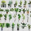 Bonsai and Potted Plants Collection With Various Green Foliage And Decorative Pots