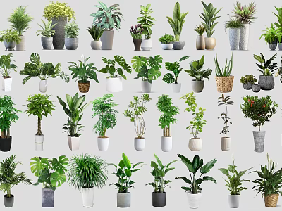 Bonsai and Potted Plants Collection With Various Green Foliage And Decorative Pots 3d model