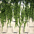 Lush Green Vines Hanging Over Exterior Stone Wall With Square Bricks 3d model