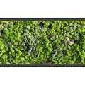 Living Plant Wall With Lush Green Foliage For Indoor Vertical Garden Decor