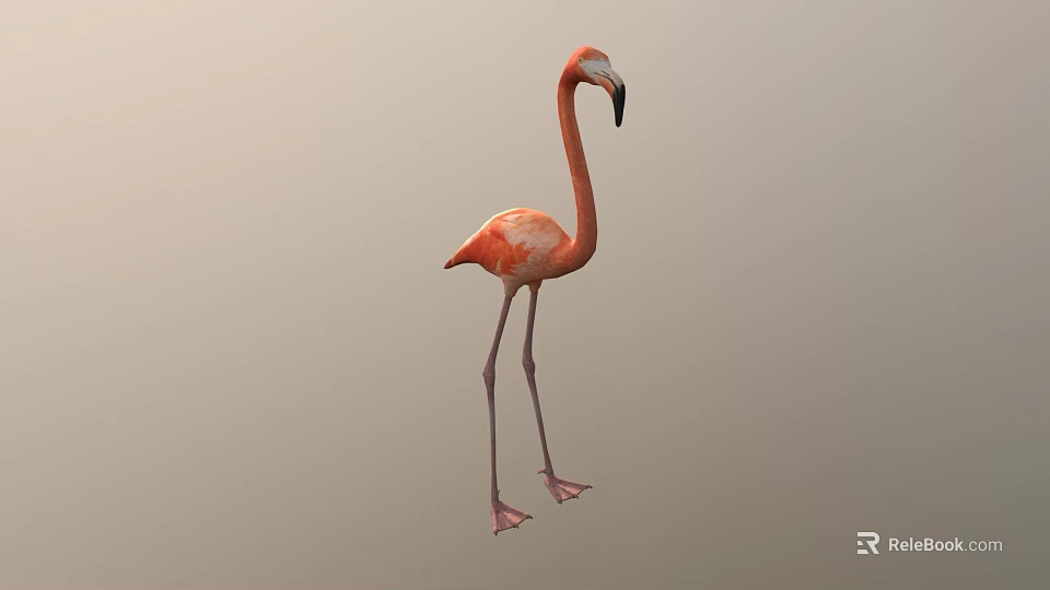 Full Body View Of Pink Flamingo Standing On Long Legs With Neutral Gray Background 3d model 