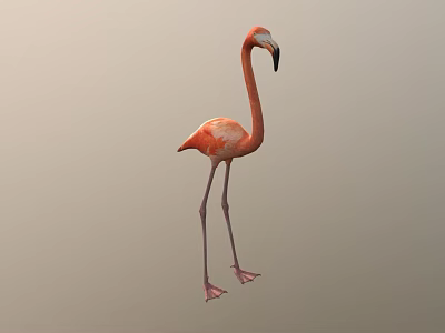Full Body View Of Pink Flamingo Standing On Long Legs With Neutral Gray Background 3d model